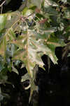 Cherrybark oak